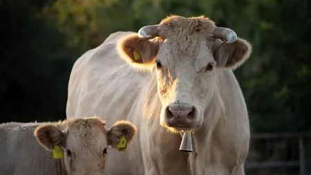 Focar de rabie, descoperit într-o gospodărie din Botoșani. Boala se transmite de la animal la om și poate fi fatală, dacă nu este tratată în primele 72 de ore de la infectare