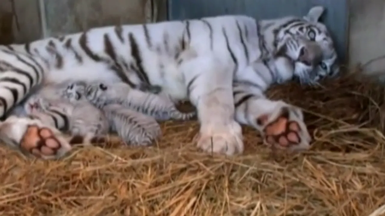 Patru pui de tigru alb s-au născut într-o grădină zoologică