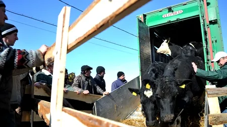 ANSVSA va avea o Poliție a Animalelor