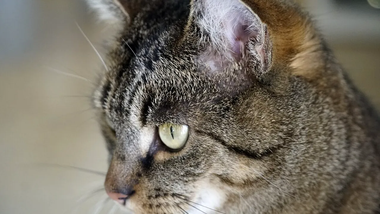 Pisică „acuzată” de trafic de droguri, într-un penitenciar din Rusia. Ce au găsit polițiștii în zgarda felinei (FOTO)