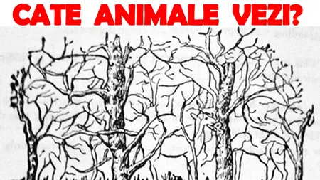 Testul IQ de personalitate devenit viral în România | Câte animale vezi în poza asta?!