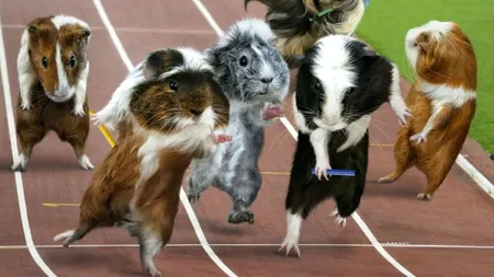 Olimpiada porcușorilor de Guineea. Cele mai amuzante fotografii care celebrează JO 2012