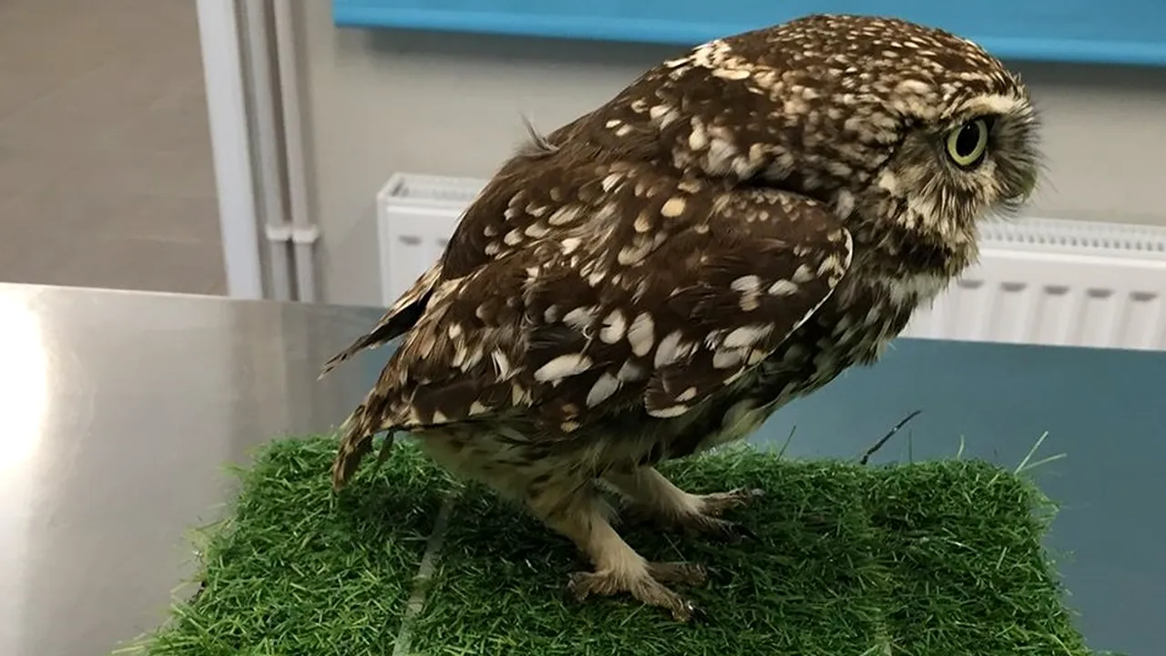 Nu putea zbura pentru că era „prea grasă