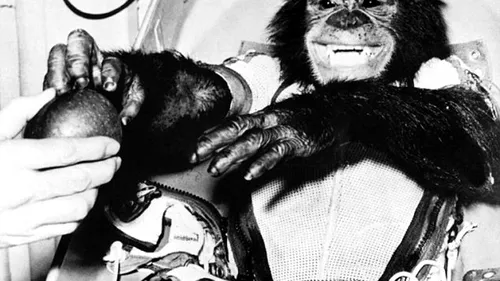IMAGINI rare cu primii pământeni trimiși în spațiu: cimpanzeii pregătiți de NASA în anii `60. VIDEO