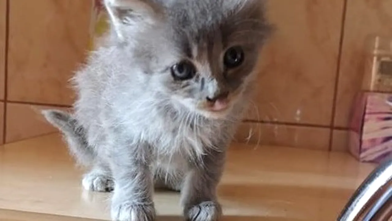 #cugandullaanimale. Mai mulți pisicuți, părăsiți lângă un supermarket din Buzău / O femeie i-a găsit uzi și murdari din cauza stropitorilor de pe gazon: „Au nevoie de iubire