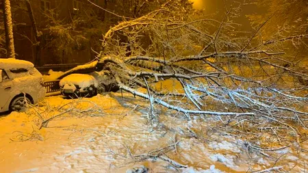 Iarna a creat ravagii în București: 40 de copaci au căzut pe mașini și carosabil, din cauza vremii. Pompierii au avut 106 intervenții