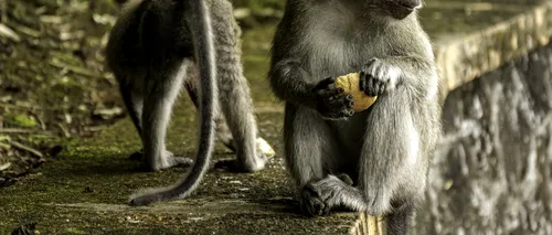 Bebeluș ucis de o maimuță în Tanzania, după ce l-a smuls din brațele mamei sale. Sătenii au agitat și mai mult animalul, încercând să recupereze copilul