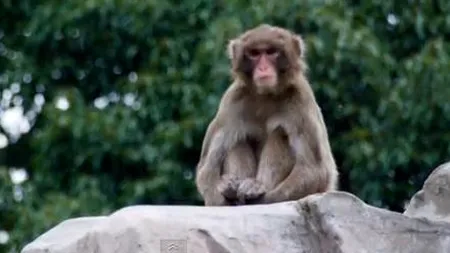 Peste 280 de persoane au participat la urmărirea unui macac răutăcios în Japonia