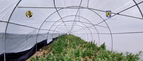 O cultură de peste 2.600 de plante de cannabis a fost descoperită în zona muntoasă din Bihor. Cât ar fi valorat pe piață drogurile