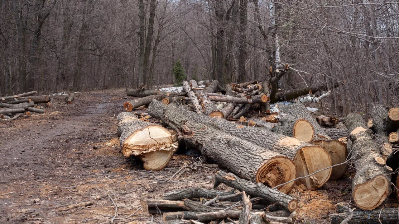 Greenpeace acuză IKEA că pentru mobila fabricată sub brandul ei se folosește lemn din pădurile naturale din România. Reacția retailerului