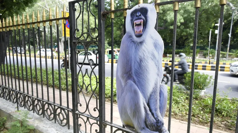 Summitul G20 ar putea fi SABOTAT de macaci. India ia măsuri drastice ca să împiedice primatele să atace delegațiile oficiale