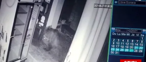 O ursoaică și puii ei au intrat într-un restaurant, la Băile Tușnad: „Așa nu se mai poate”