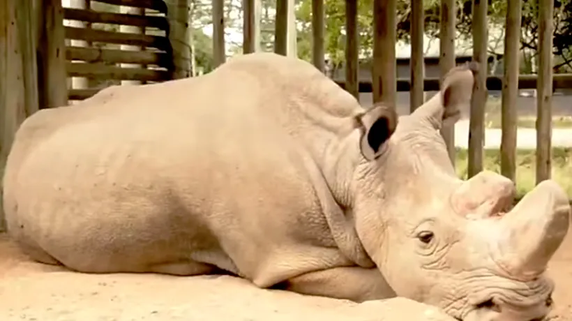 Cercetătorii încearcă să salveze subspecia de rinoceri albi, după ce ultimul mascul a murit anul trecut