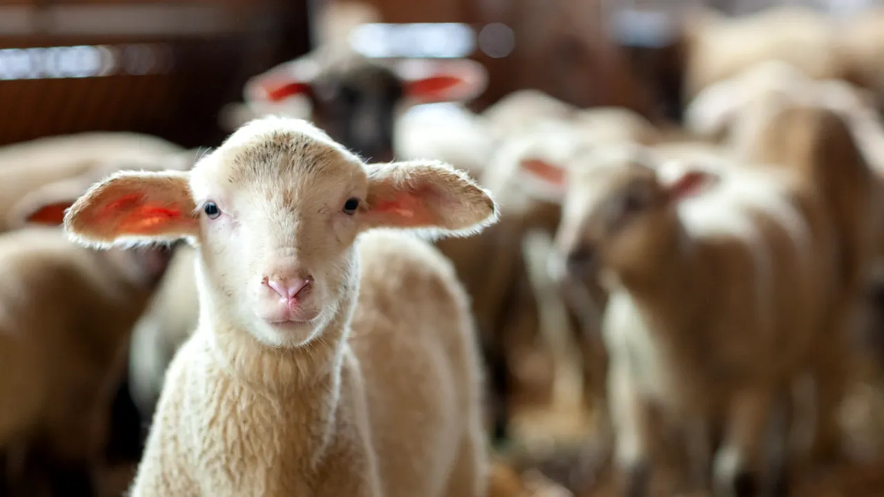 Avertisment pentru crescătorii de ovine: România riscă să piardă efectivele de reproducție