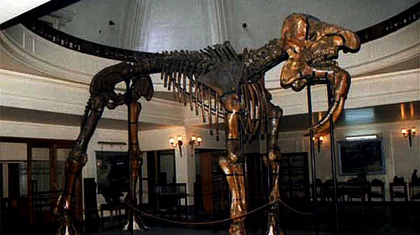 Vizitatorii Muzeului Antipa pot dormi lângă giganticul Deinotherium gigantissimum
