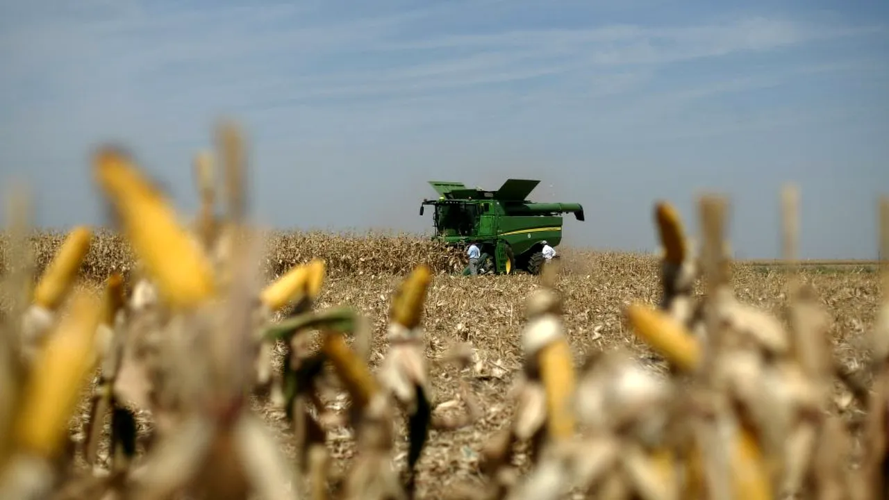 Ministrul Agriculturii anunță că un insecticid controversat va fi utilizat doar la sfeclă de zahăr şi porumb. Apicultorii cer interzicerea lui