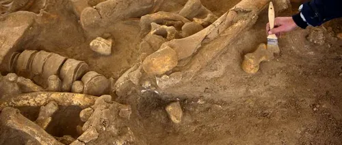 Scheletul unui mamut de acum 20.000 de ani, găsit în stare perfectă de conservare