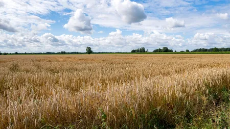 Bulgaria anunță că își va face rezerve de grâu și floarea-soarelui, în contextul războiului din Ucraina