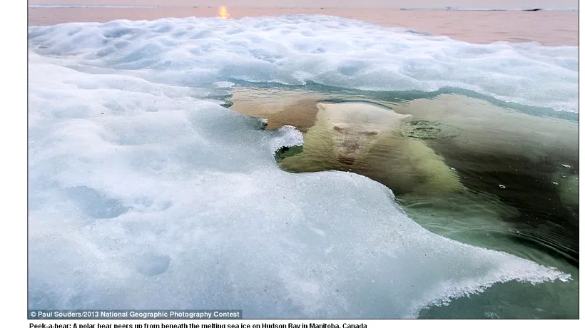 National Geographic: Imaginea unui urs polar, desemnată fotografia anului 2013