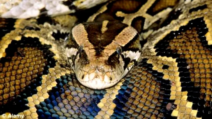 Boala șarpelui nebun. Ce se întâmplă cu pitonii afectați