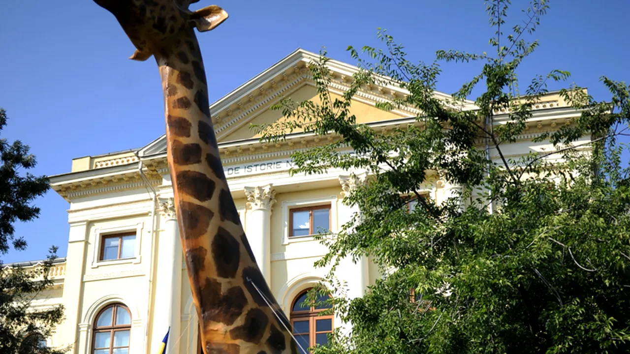 Girafa va fi reinstalată joi în fața Muzeului Antipa