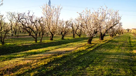 Cu ce să stropești POMII când le dau mugurii. Așa vei uita de dăunători și îi vei ajuta să rodească mai mult ca niciodată