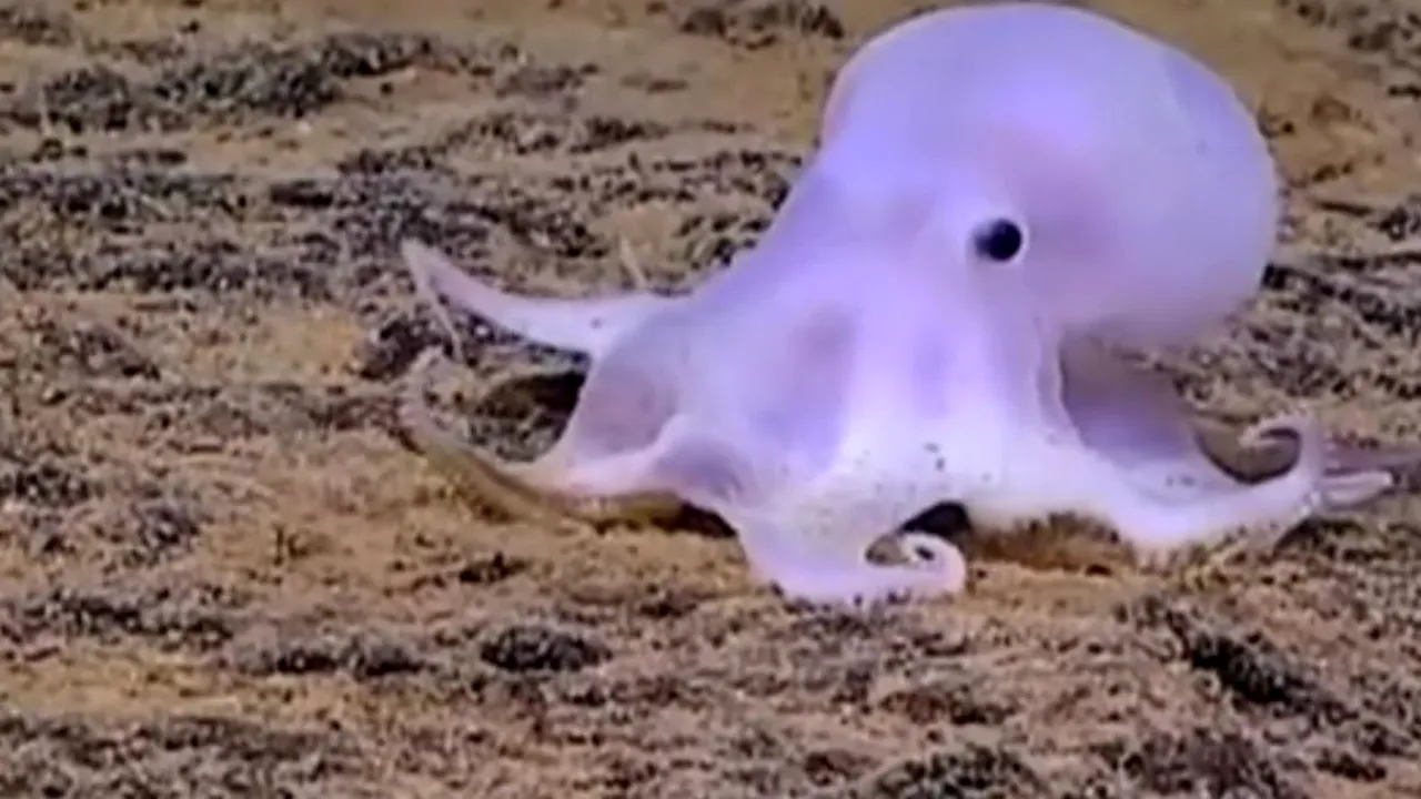 Casper există și este o caracatiță. Unde a a fost descoperit simpaticul animal 