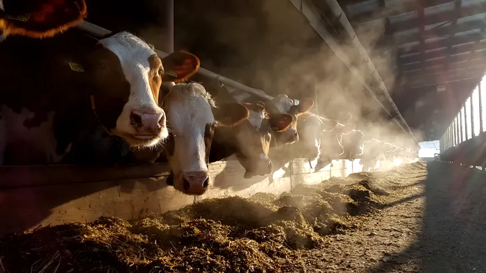 Câți euro primesc fermierii care vor subvenții pentru zootehnie. Agenţia de Plăţi şi Intervenţie pentru Agricultură a publicat ghidul oficial
