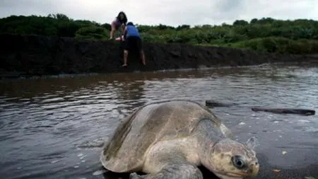 Avertismentul dur al oamenilor de știință: ''Ne aflăm în pragul unei EXTINCȚII''