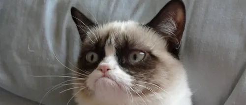 Grumpy Cat, care a făcut senzație pe internet, va juca într-un film produs la Hollywood