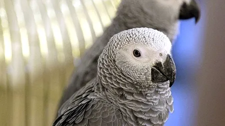 Un grup de papagali a fost scos dintr-un parc safari din Marea Britanie după ce s-au învățat reciproc să asocieze cuvinte obraznice cu râsul