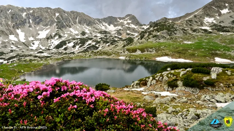 A înflorit bujorul de munte într-unul dintre cele mai spectaculoase parcuri naționale din țară. Imagini care îți taie respirația