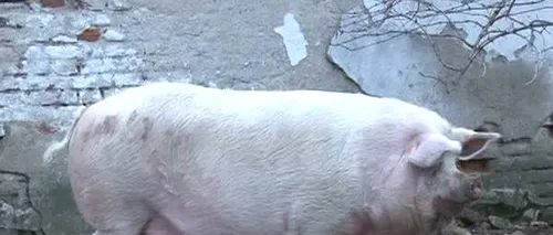 A fost sacrificat unul dintre cei mai mari porci din România