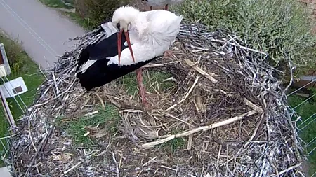 Un cuib de berze din Cluj poate fi urmărit live pe internet