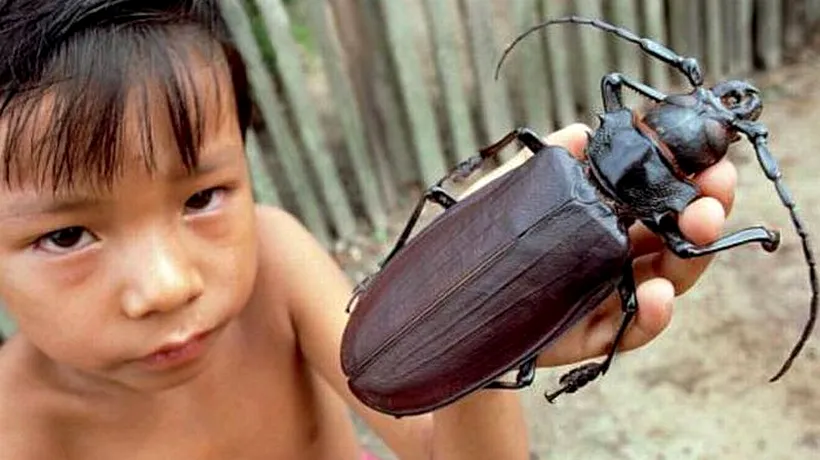 E cea mai mare insectă din categoria sa. Poate rupe un creion în două cu cleștii