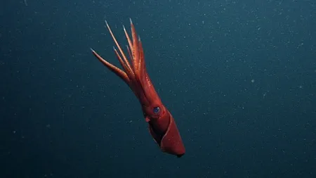 Ecosistemul marin, amenințat de poftele culinare ale turiștilor și locuitorilor din Hong Kong