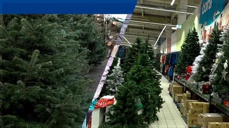 EXCLUSIV VIDEO | Ce brazi aleg românii pentru Crăciunul din 2022. ”Dacă nu ai surse pentru un venit mai mare, nici brad nu mai poți face