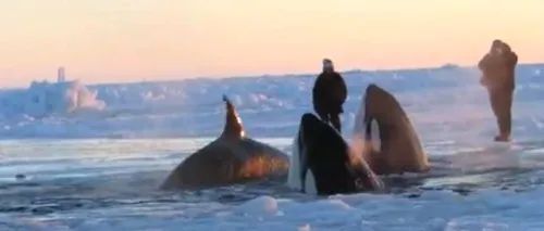 Marea evadare. Cum au reușit 11 balene blocate în apele înghețate să scape în ocean. VIDEO
