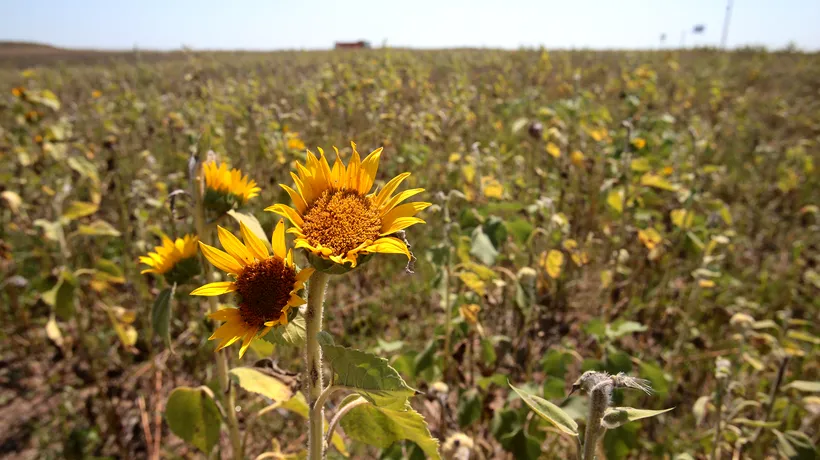 Impozitele pe care le vor plăti agricultorii. Cine este scutit