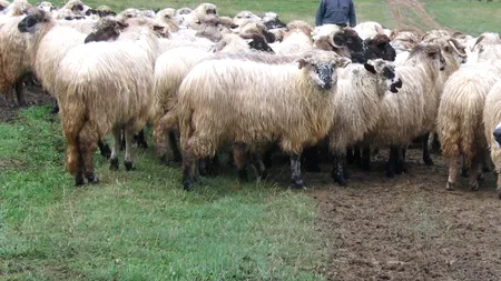 Copil de 13 ani, exploatat prin muncă la o stână și neglijat sever de părinți, preluat de autorități