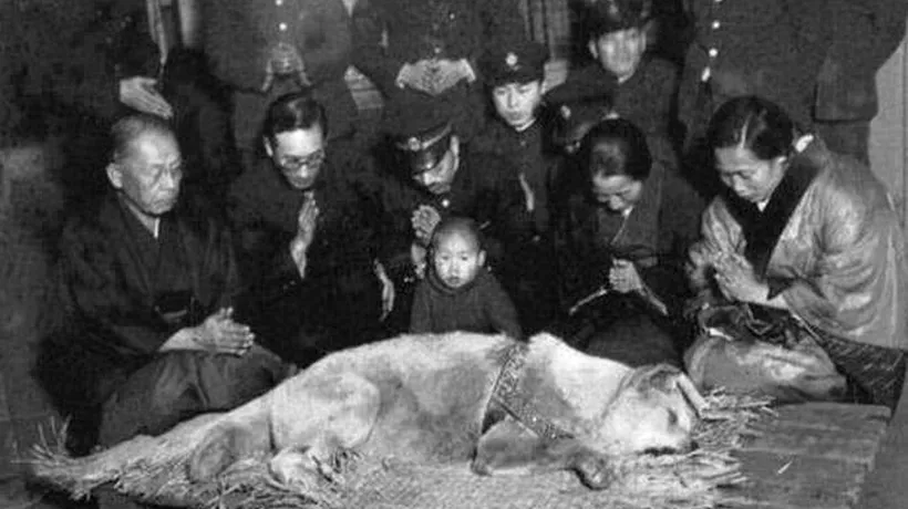 FOTO. Ultima fotografie a lui Hachiko, cel mai loial câine din lume