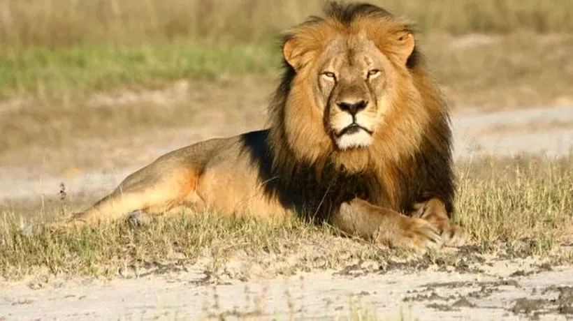 Universitatea Oxford, care îl monitoriza pe Cecil, a primit o donație uriașă după ce leul a fost omorât