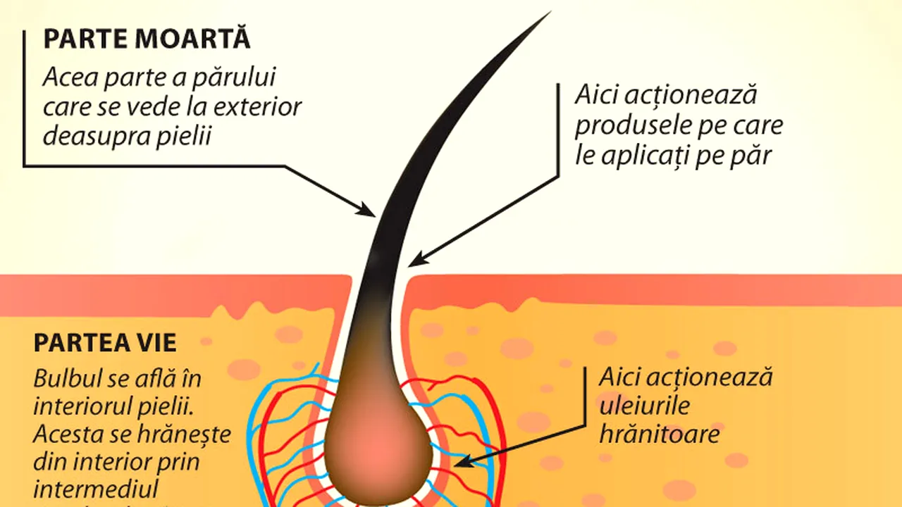 (P) Cum să-ți recapeți vitalitatea părului după căderea acestuia?