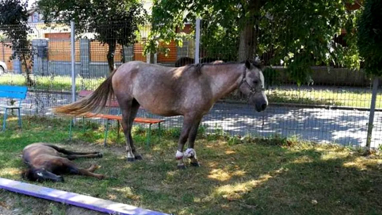 PERICOL într-un parc, după ce trei CAI au fost lăsați în libertate
