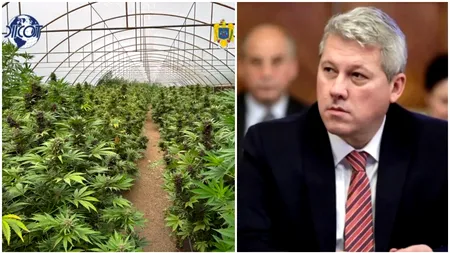 Captură impresionantă de droguri în județul Neamț. Peste două tone de canabis, descoperite într-o seră special amenajată. Anunțul ministrului Predoiu
