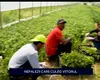 Producătorii agricoli locali nu mai găsesc MUNCITORI pe teritoriul țării noastre și apelează la forța de muncă din Nepal