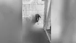 Aproape 80 de oi au fost ucise de câinii fără stăpân din Slatina. Imaginile de la fața locului sunt cutremurătoare