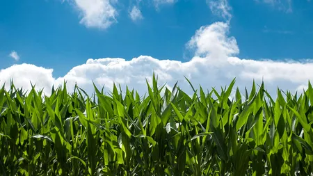 Fermierii solicită declararea stării de calamitate din cauza secetei: Sunt zone unde 80% din terenurile cultivate sunt afectate