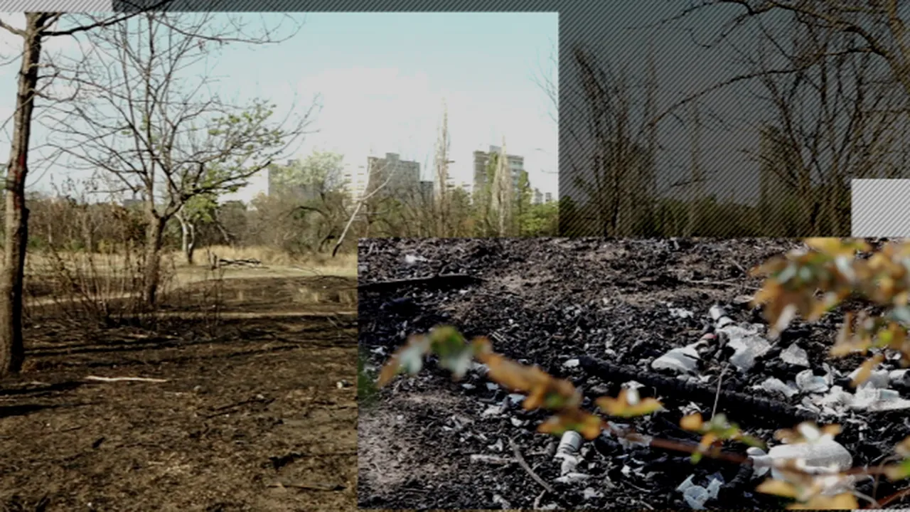 DEZASTRUL din IOR. Cine sunt oamenii care au defrișat 12 ha pentru „târguri și balroom-uri”, după o retrocedare controversată