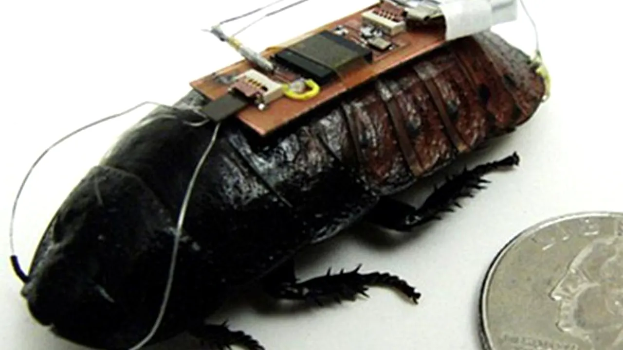 Cercetătorii americani controlează un gândac cu ajutorul controller-ului Kinect. VIDEO